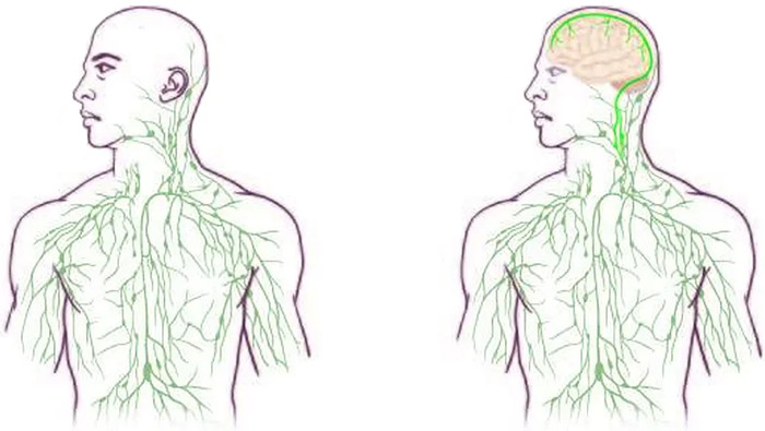 Hệ thống mạch bạch huyết trong não người.