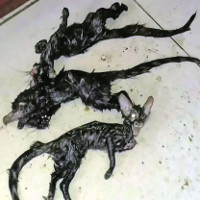 Sinh vật lạ đầu mèo mình chuột khiến dân Nam Phi sợ hãi