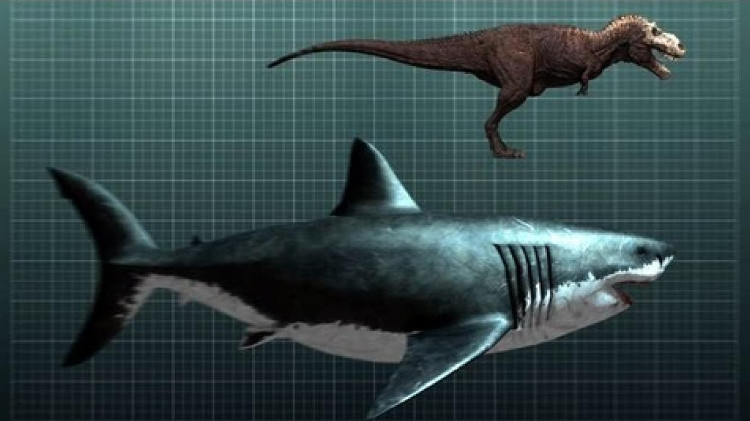 Chia sẻ 94 hình nền cá mập megalodon mới nhất  POPPY