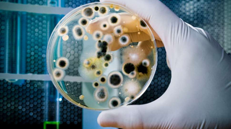 Các ion kali là thứ rất quan trọng đối với tất cả các tế bào.