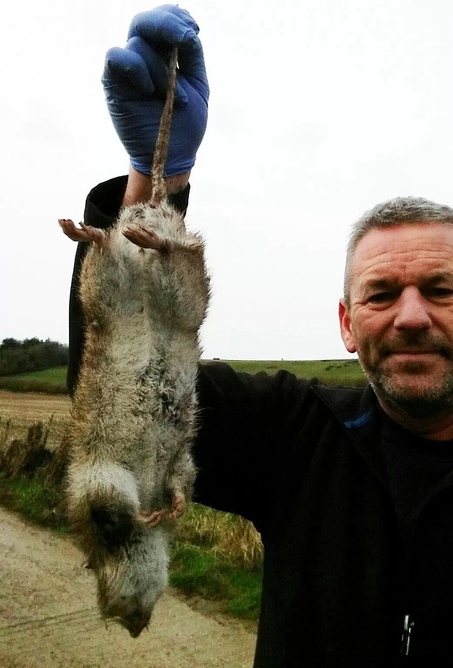 Con chuột dài gần 50cm bị bắt ở Anh. 