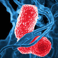 Sự thật đáng sợ về vi khuẩn kháng kháng sinh