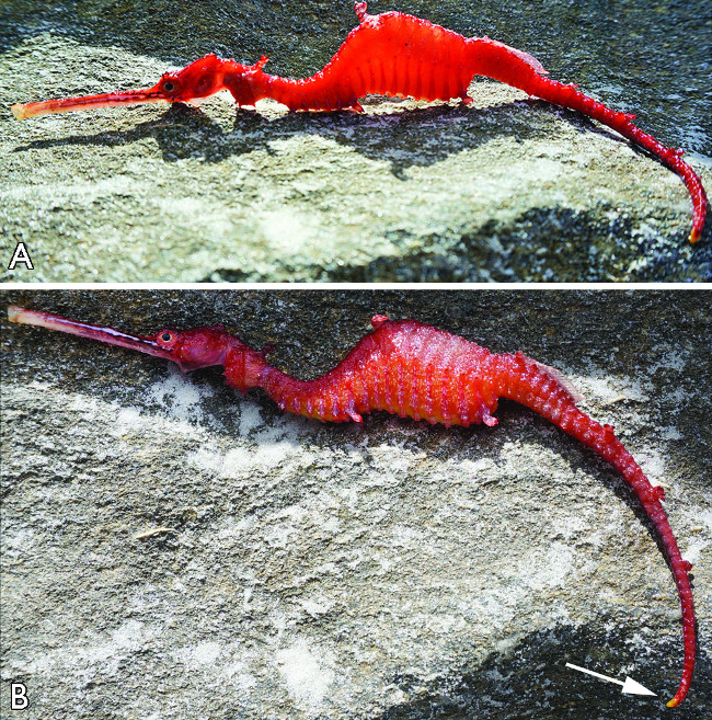 Rồng biển đỏ hiếm gặp.