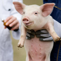 Cuba chuẩn bị sản xuất hàng loạt vaccine chống bệnh tả lợn châu Phi