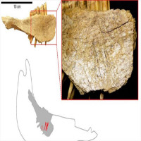 Phát hiện kinh ngạc về dấu vết con người ở Bắc Mỹ 24.000 năm trước