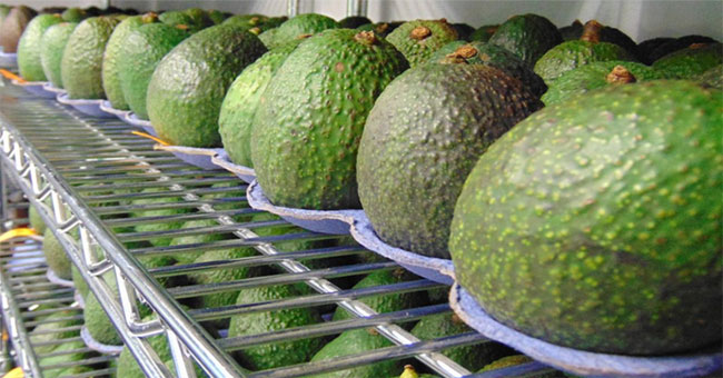 Lớp phủ thần kỳ - xịt lên hoa quả và nó sẽ có hạn sử dụng lâu gấp 5 lần