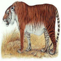 Sắp hồi sinh loài hổ Ba Tư đã tuyệt chủng