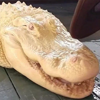 Video: “Cá sấu ma” da trắng, mắt hồng cực quý hiếm ở Mỹ