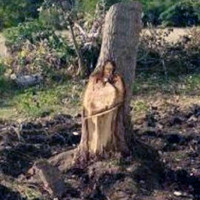 Khúc cây hình Chúa Jesus được dân Argentina tôn thờ