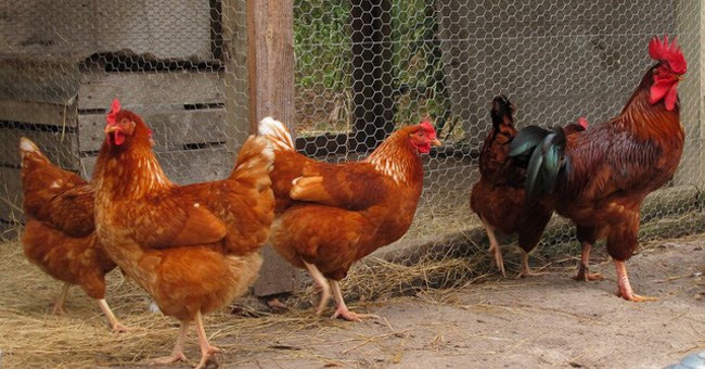 Mừng năm Đinh Dậu, đây là 8 sự thật về loài gà khiến bạn phải ngỡ ngàng