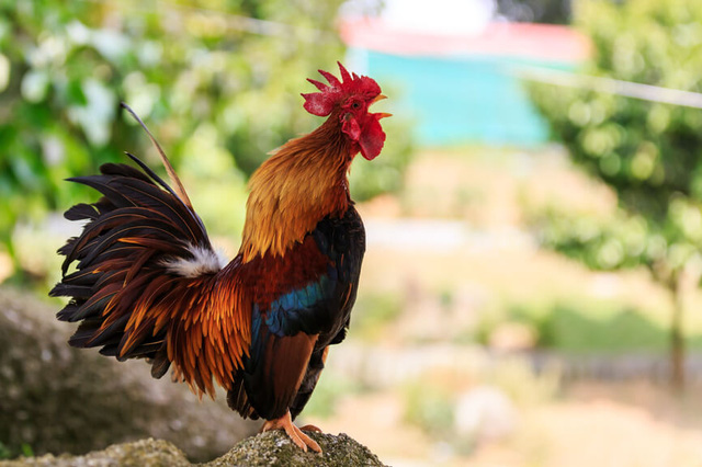 Mừng năm Đinh Dậu, đây là 8 sự thật về loài gà khiến bạn phải ngỡ ngàng