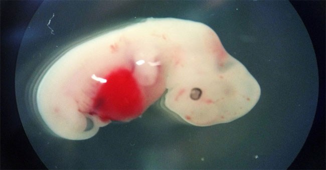 Lần đầu tiên tạo thành công phôi thai nửa người nửa lợn