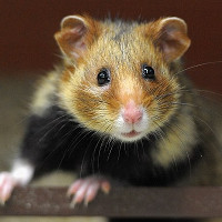 Chuột Hamster tại Pháp đang biến thành những sát thủ máu lạnh vì một loại thực vật cực kỳ phổ biến