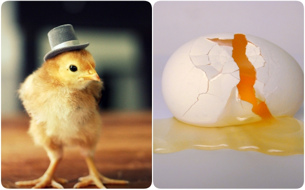 Điều ít người biết về số lượng trứng gà chúng ta vẫn ăn hàng ngày