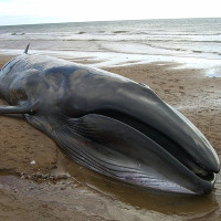 Túi nylon đầy ắp trong bụng cá voi dạt vào bờ biển Na Uy