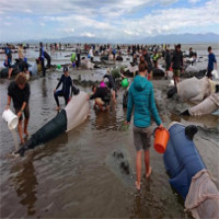 Video: Nỗ lực tuyệt vọng cứu 416 cá voi dạt vào bờ biển New Zealand