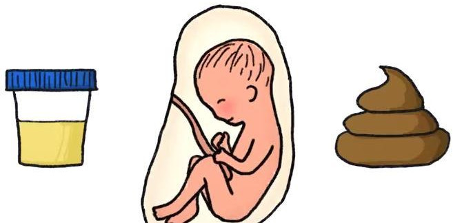 Khám phá chuyện tế nhị: Thai nhi tè, ị trong bụng mẹ như thế nào?