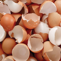 Video: Những lợi ích khi ăn vỏ trứng