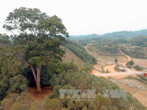 Cây Lim xanh nghìn năm tuổi ở Yên Thế được công nhận là Cây di sản Việt Nam