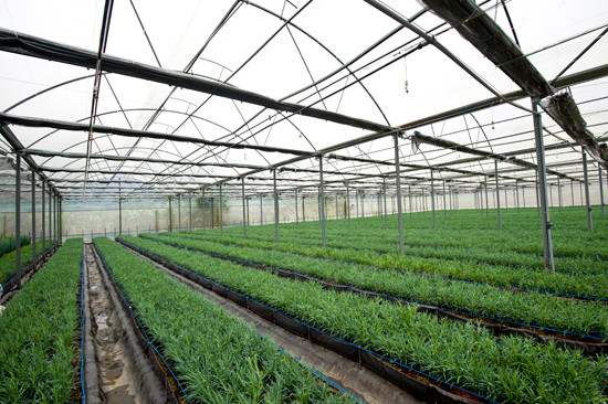 Quy trình sản xuất rau an toàn theo tiêu chuẩn VietGAP