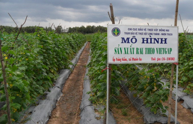 Ứng dụng công nghệ xây dựng chuỗi rau an toàn  Viện Khoa học Nông nghiệp  Việt Nam