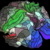 Các nhà khoa học khám phá ra 97 vùng trong não bộ chưa từng được biết đến trước đây