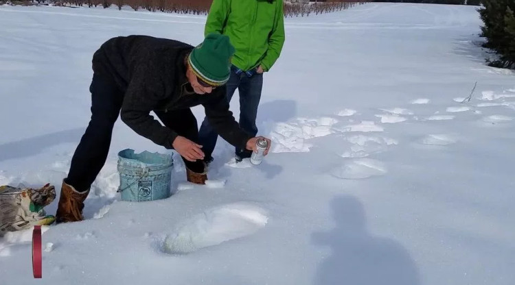 Loạt dấu chân khổng lồ trên tuyết, nghi là của quái vật Bigfoot