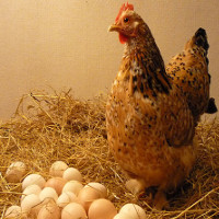 Gà vô sinh có khả năng “đẻ thuê” trứng