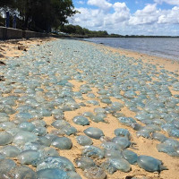 Hàng trăm nghìn sứa xanh mắc cạn ở Australia