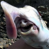 Sinh vật trong bức hình "Quái vật alien" dưới đáy biển không hề là giả tưởng