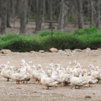 Tây Ban Nha tiêu hủy hơn 17.000 con vịt nghi nhiễm H5N8