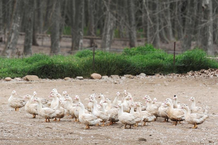 Tây Ban Nha tiêu hủy hơn 17.000 con vịt nghi nhiễm cúm gia cầm H5N8.