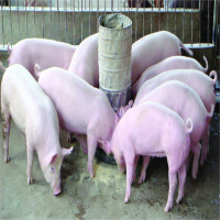 Phát hiện phương pháp mới giúp lợn miễn nhiễm với dịch bệnh