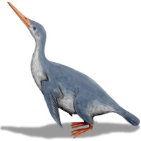 Chim cánh cụt khổng lồ có thể đã sống cùng thời với khủng long