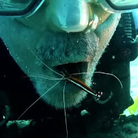 Video: Thợ lặn há mồm để tôm biển dọn sạch thức ăn bám trên răng