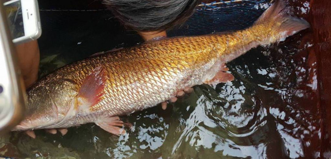 Cá nặng 8kg nghi là cá sủ vàng bạc tỷ dính lưới ngư dân