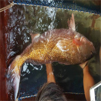 Cá nặng 8kg nghi là cá sủ vàng bạc tỷ dính lưới ngư dân