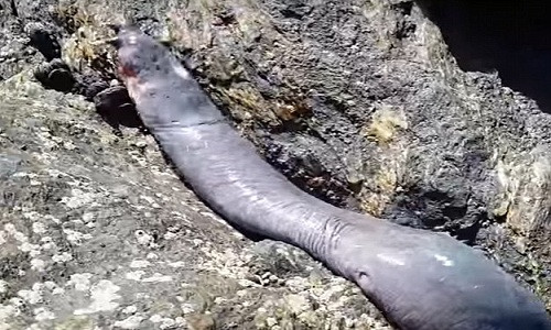 Hagfish là động vật sống duy nhất được biết đến có hộp sọ nhưng nhưng không có xương sống.