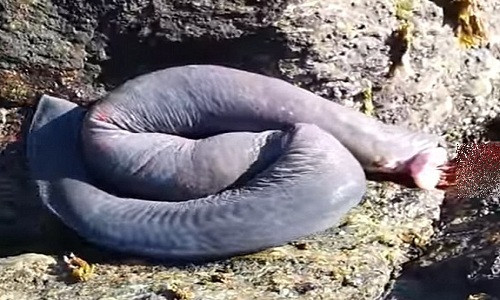 Chúng đã tồn tại trên Trái đất hơn 300 triệu năm trước cả loài khủng long.