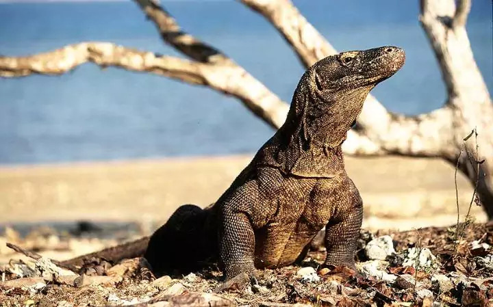 Điều kỳ diệu từ máu rồng Komodo