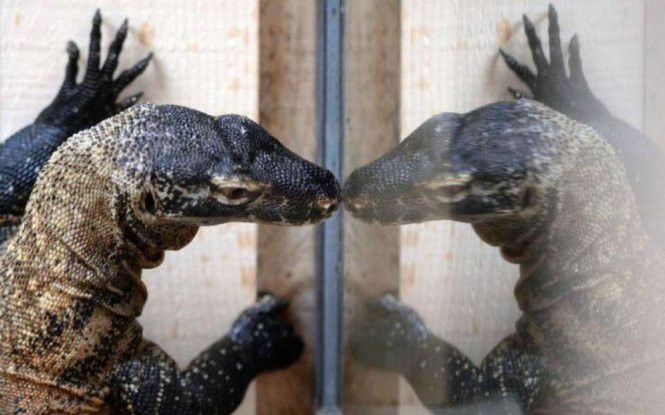 Điều kỳ diệu từ máu rồng Komodo