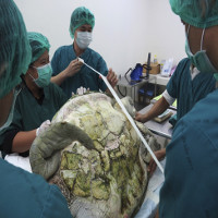 Mổ lấy gần nghìn đồng xu trong bụng rùa biển Thái Lan
