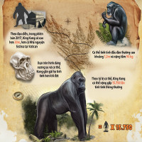 "Kong: Skull Island": Kong to lớn tới mức nào ở ngoài đời thật?