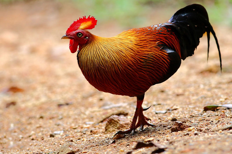Giống gà đặc hữu của Sri Lanka khiến các “đại gia phát cuồng”