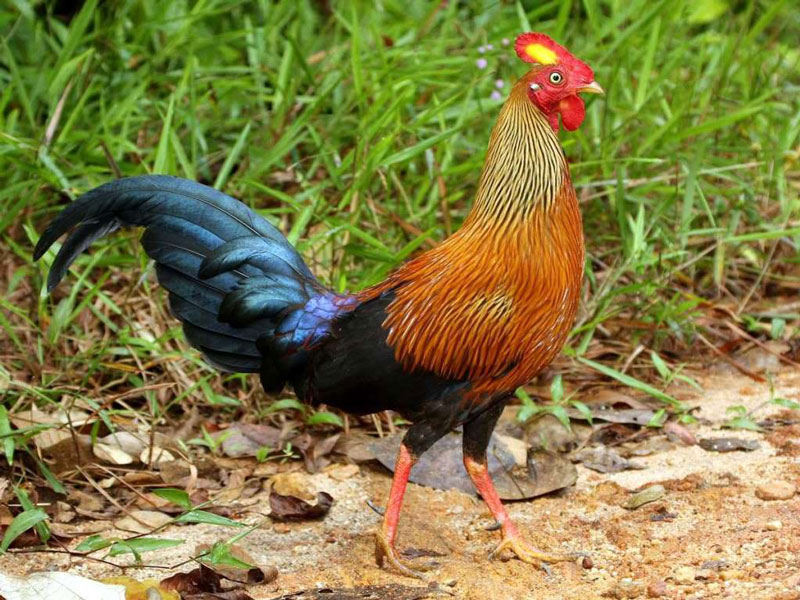 Giống gà đặc hữu của Sri Lanka khiến các “đại gia phát cuồng”