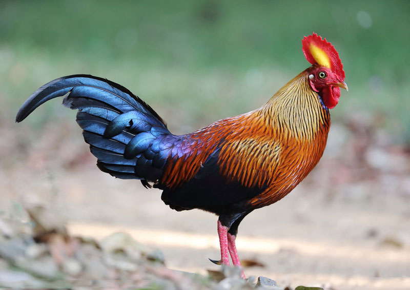 Giống gà đặc hữu của Sri Lanka khiến các “đại gia phát cuồng”