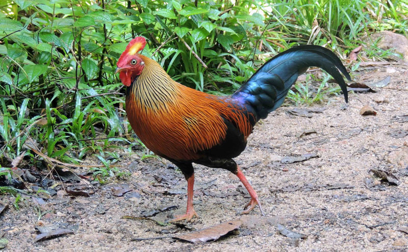 Giống gà đặc hữu của Sri Lanka khiến các “đại gia phát cuồng”