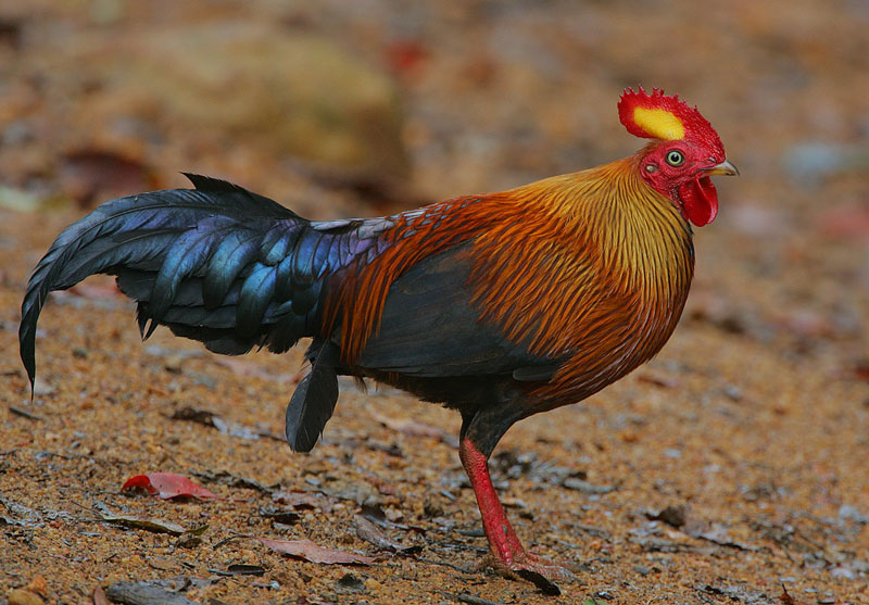 Giống gà đặc hữu của Sri Lanka khiến các “đại gia phát cuồng”