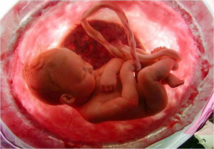 Đến tháng thứ 9, các em bé đã có hình dạng như lúc được sinh ra. Đến tháng thứ 9, các em bé đã có hình dạng như lúc được sinh ra.
