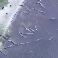 Video: Hàng trăm cá sấu lúc nhúc trong hố tử thần khổng lồ ở Mỹ